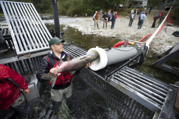 Company shares ‘salmon cannon’ technology’s power – Columbian.com – The Columbian