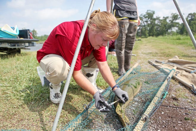 Professor Allyse Ferrara lead a team of Nicholls biology graduate students in 2014 in a gar-spawning project in Baton Rouge. The teams collected alligator gar at an LSU pond to move them elsewhere to bolster the fish's population.