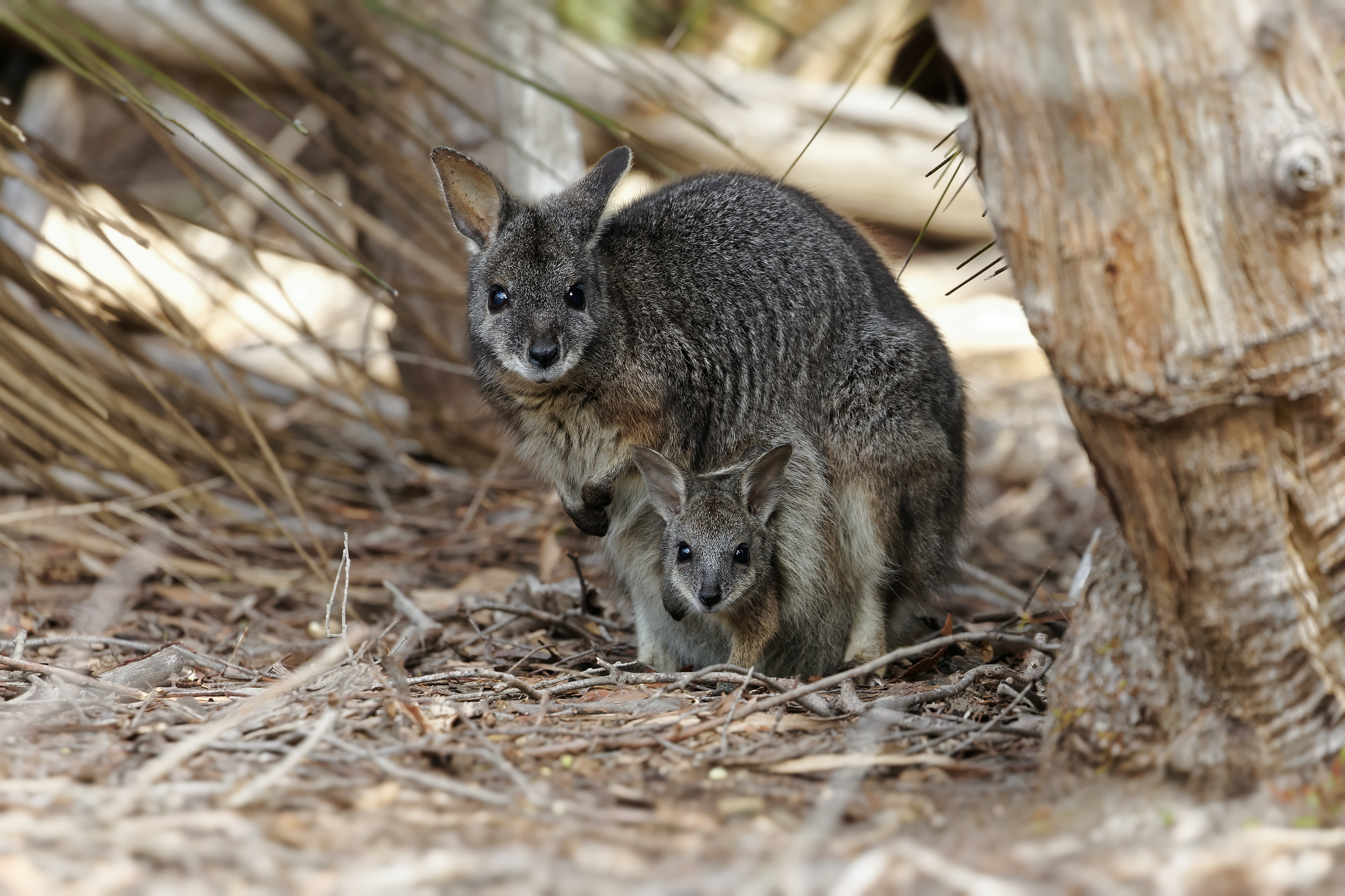A tammar wallaby with young in its pouch.