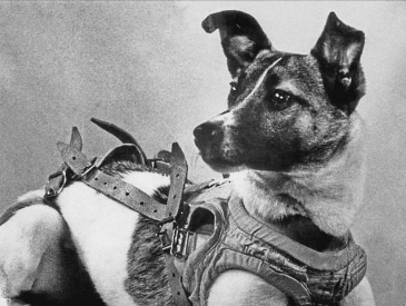 Meet Laika – The First Dog In Space – AZ Animals