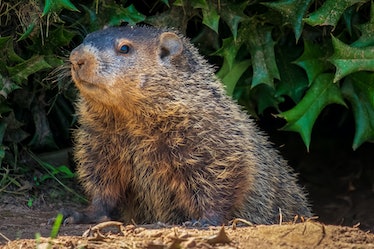 A Groundhog (Marmota monax) under a holly bush. Raleigh, North Carolina.